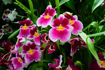 A pink and white miltoniopsis orchid flower in bloom