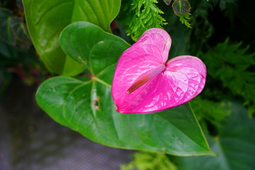 Tropical red anthurium plant, also called laceleaf and flamingo flower