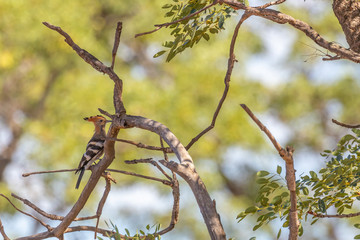 African Hoopoe (Upupa africana) perched in a tree in Welgevonden Game Reserve, South Africa.