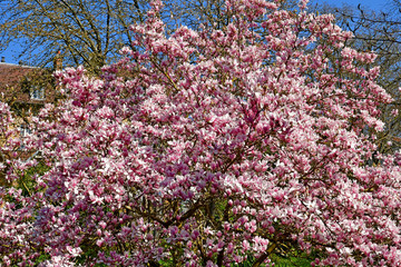 Triel sur Seine; France - march 22 2019 : magnolia