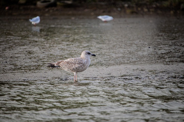 A resting sea gull on the Truro river