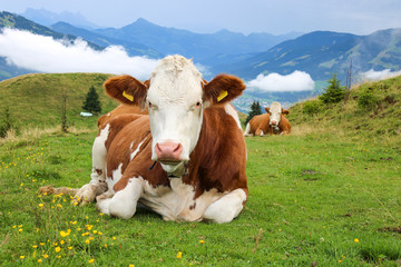 Fototapeta na wymiar Relaxed white brown cow lying on a path in the Alps on a green meadow
