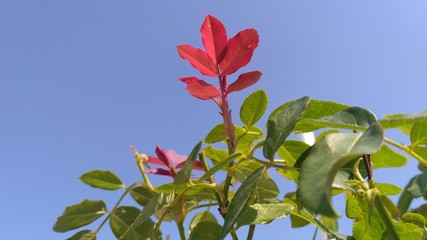 Fototapeta na wymiar red flower on background of blue sky
