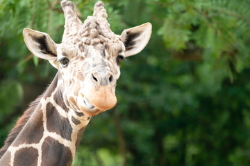 Portrait of a giraffe standing against a background of green trees