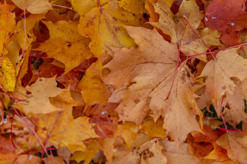 Naklejka na ściany i meble autumn leaves as background, top view