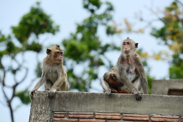 Monkey Asia Thailand