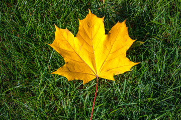 Yellow maple leaf on a background of green grass. Nature photography. Autumn concept.