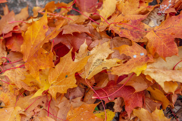 autumn leaves as background, top view
