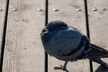 a wild pigeon sleeps standing on one leg