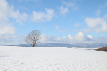 Fototapeta na wymiar 雪原に立つ大きな木　美瑛町