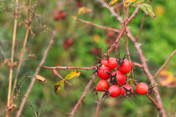 Rosehip berries and flowers, bush in the fall