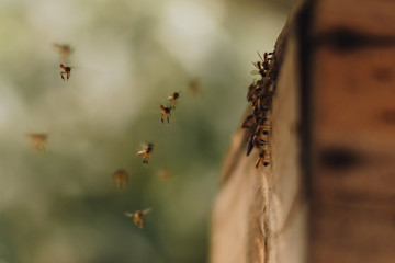 little bees flying near the hive