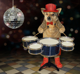 The stylishly dressed dog musician plays the drum set at the nightclub.