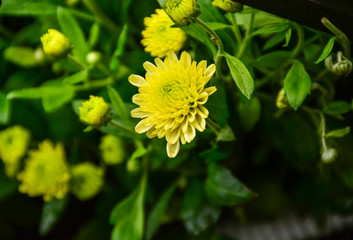  Beautiful autumn chrysanthemum flowers. Park, nature.