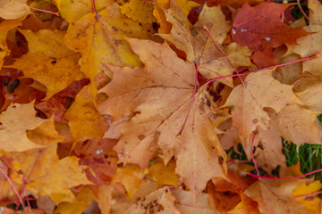 autumn leaves as background, top view