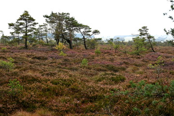 Schwarzes Moor in der Rh&ouml;n