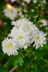  Beautiful autumn chrysanthemum flowers. Park, nature.