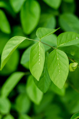 Abstract blur the green and dark background.