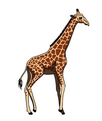 Giraffe - coloured drawing illustration of african animal
