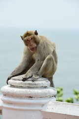 Monkey Asia Thailand