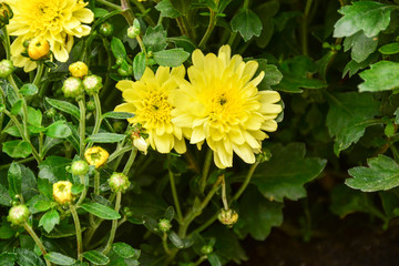  Beautiful autumn chrysanthemum flowers. Park, nature.