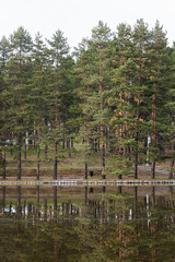 Obraz premium Bench and pine trees by the lake on Zlatibor mountain in Serbia