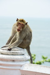 Monkey Asia Thailand