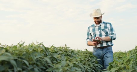 Caucasian young good looking male farmer in a hat using tablet computer, tapping and scrolling while walking the green soy field.