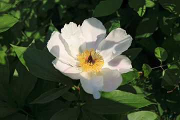 Wild blooming pink peony in summer