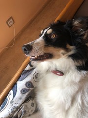 dog in front of white background
