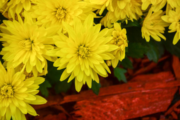  Beautiful autumn chrysanthemum flowers. Park, nature.