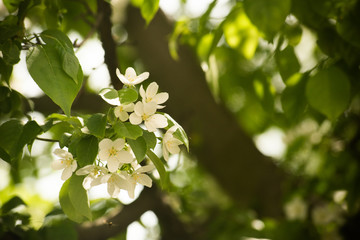 Delicate white flowers on the tree