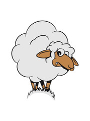 Schaf Weide fressen kleiner hügel Herde Wolle Nutztier grasen witzig 3c