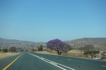 アフリカの道路沿いに咲いていたジャカランダ