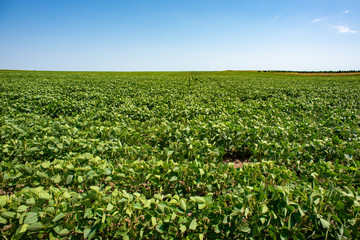 Fototapeta na wymiar soybean field