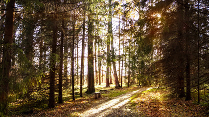 Path with fallen leaves in autumn forest in sunlight. Sun rays among coniferous trees. Beautiful landscape. 