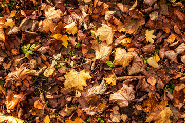 Background of dry fallen maple leaves. Top view, copy space.