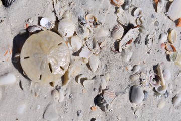 Fototapeta na wymiar Horizontal Background with a sand dollar and shells on the beach