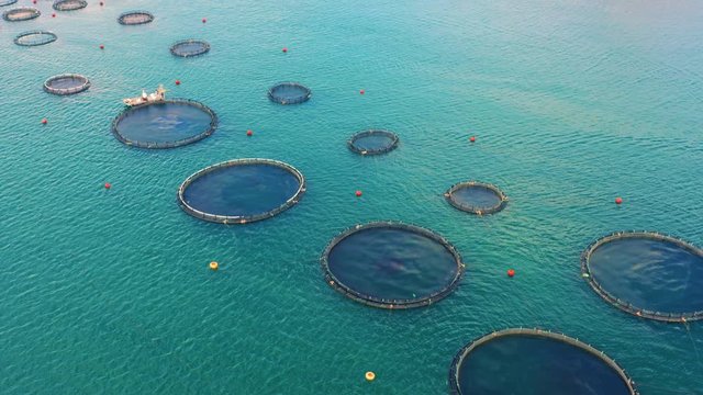 Aerial view of a fish farm (fisheries, fishery co-op or aquaculture) on the sea or ocean