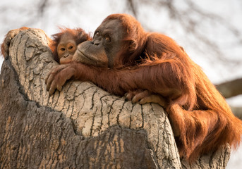 Mother and baby orangutan laying on a rock together © Jennifer
