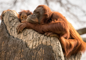 Mother and baby orangutan laying on a rock together