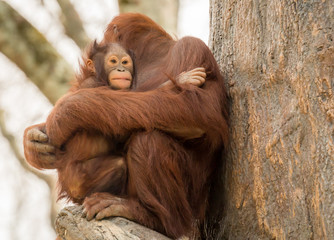 Mother holding baby orangutan in a zoo © Jennifer