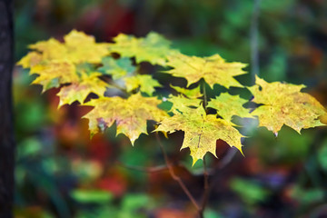 yellow beautiful maple leaf on a branch closeup