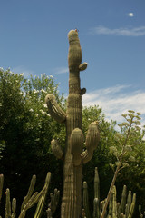 Arizona Cactus 
