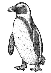 African penguin illustration, drawing, engraving, ink, line art, vector © jenesesimre