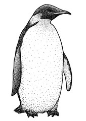 Emperor penguin illustration, drawing, engraving, ink, line art, vector