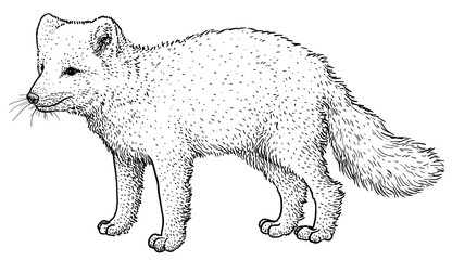 Arctic fox illustration, drawing, engraving, ink, line art, vector © jenesesimre