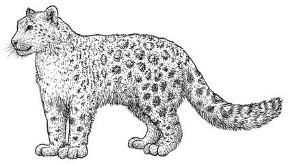 Snow leopard illustration, drawing, engraving, ink, line art, vector