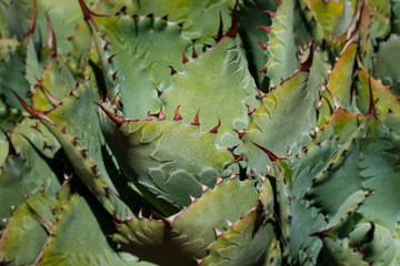 thorns oncactus plamt macro, cactus closeup -