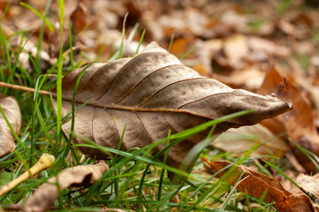 Natural background of fallen yellow and brown leaves on still green grass.